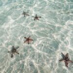 Fine søstjerner i Panama