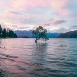 Wanaka-træet