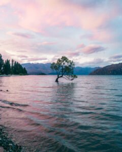 Wanaka-træet
