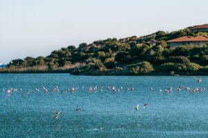 Flamingoer i Chia