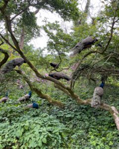 Påfugle i Wörlitz Park