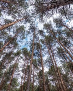 Dübener Heide trætoppe