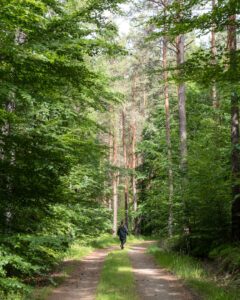 Rolige stier i skoven Dubener Heide