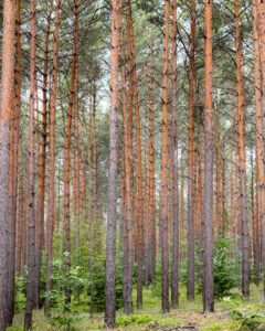 Træer i skoven i Dübener Heide