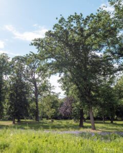 Solrige Kurpark Pretzsch