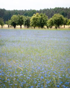 Blomstermark i Sachsen-Anhalt