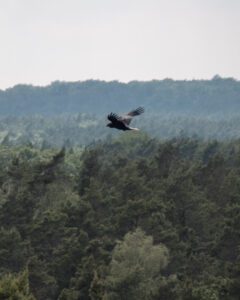 Schöne Aussicht-tårnet udsigt til fugl