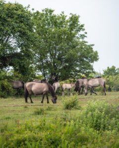 Vilde heste i Tote Täler