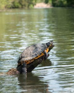 Skildpadde på Saale-floden