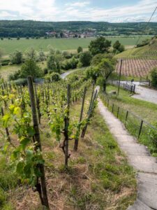 Vandretur i vinområdet Saale-Unstrit