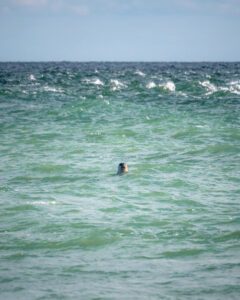 Sæl ved Hørnum Odde