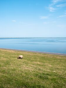 Vadehavet vandstand og får