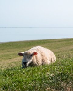 Får ved Vadehavet