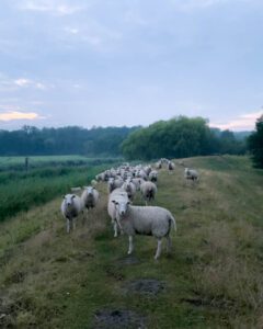 Får ved Breitenburg