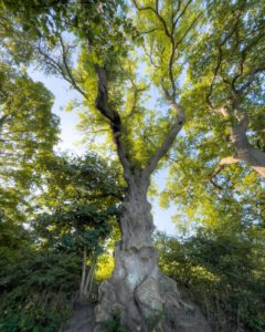 Flot, gammelt træ i Eutin