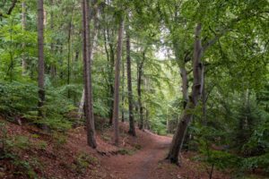 Seedorfer Werder skov