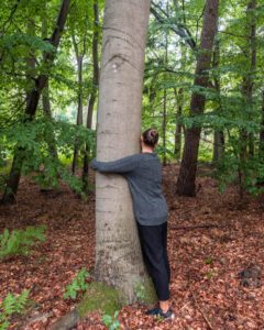 Victoria krammer et træ