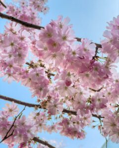 Kirsebærblomster i Berlin