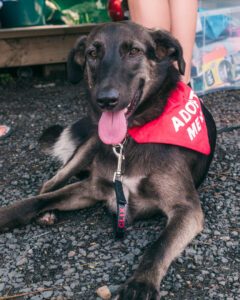 Hund på Punanga Nui-markedet