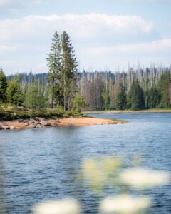 Oderteich om sommeren