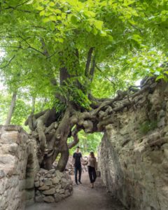 Det gamle lindetræ ved Große Lauenburg med Alex & Victoria