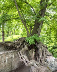 Det gamle lindetræ ved Große Lauenburg