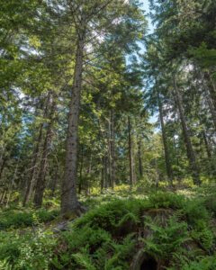 Nationalparken Schwarzwald