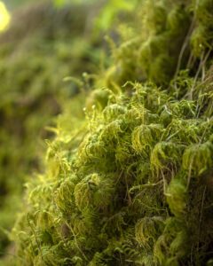 Natur ved Allerheiligen-Wasserfälle i Baden-Württemberg