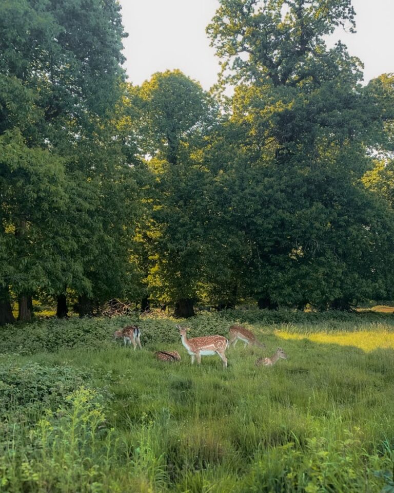 Hjorte i Richmond Park