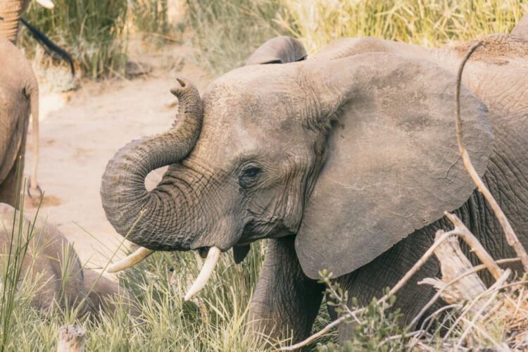 Sød elefant i Sydafrika