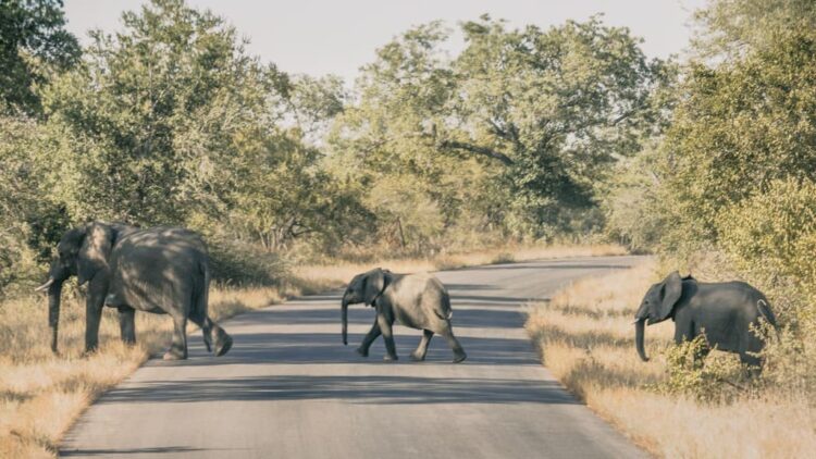 Elefanter på vejen i Sydafrika