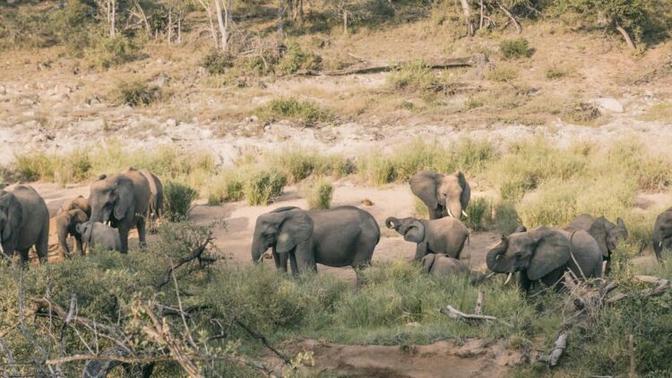 Elefantflok i Sydafrika