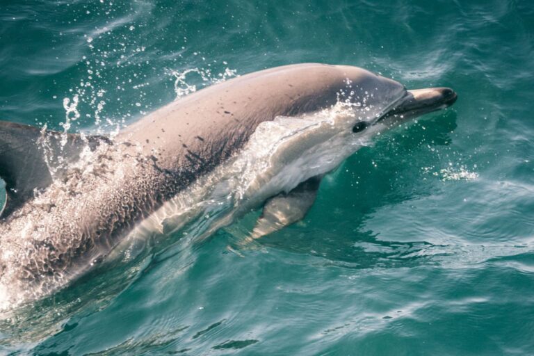 Delfin i havet