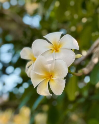 Tempelblomster på Phuket