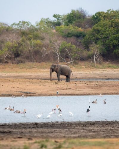 Sri Lanka elefant i naturen
