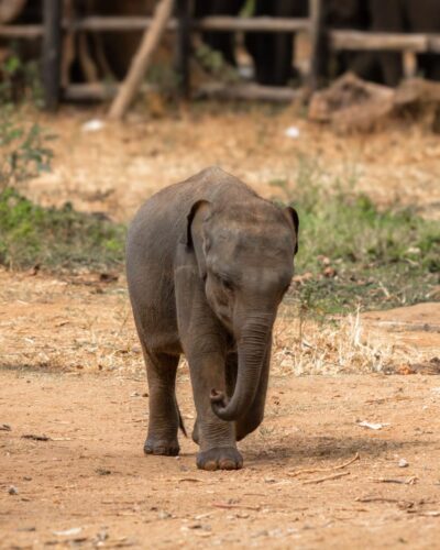 Babyelefant i Sri Lanka