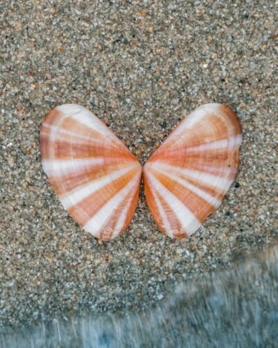 Muslingeskal på stranden