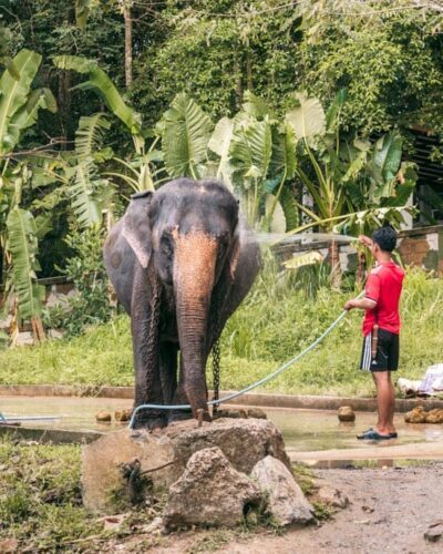 Elefant i fangenskab i Thailand