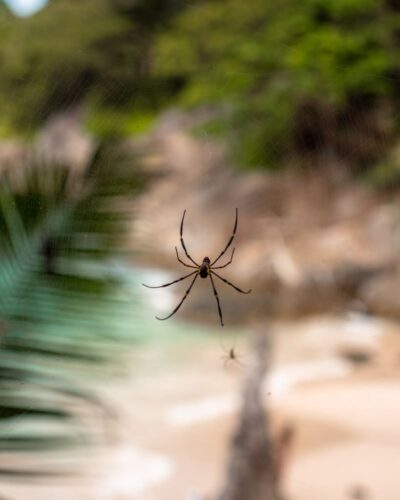 Stor edderkop ved Freedom Beach