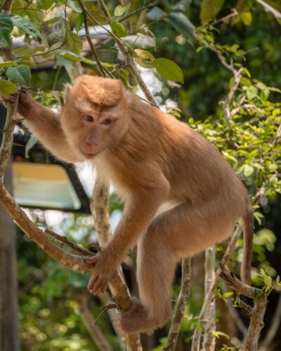 Makakabe ved Big Buddha