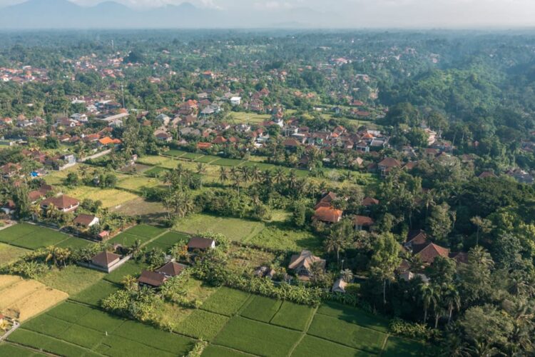 Rismarker rundt om Ubud