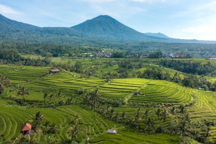 Dronebillede af Jatiluwih risterrasser