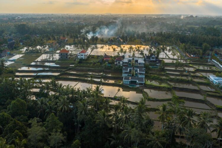 Dronebillede over rismarker i Ubud
