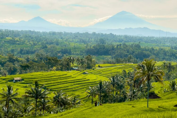 Vulkanudsigt fra Jatiluwih Rice Terrace