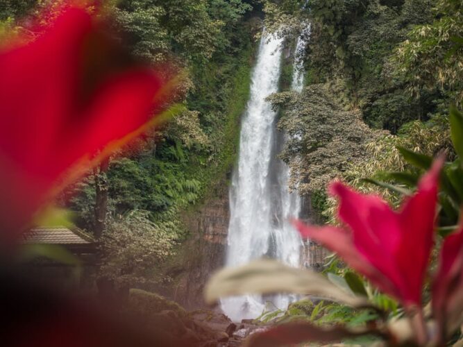Gitgit-vandfald med blomster i forgrunden