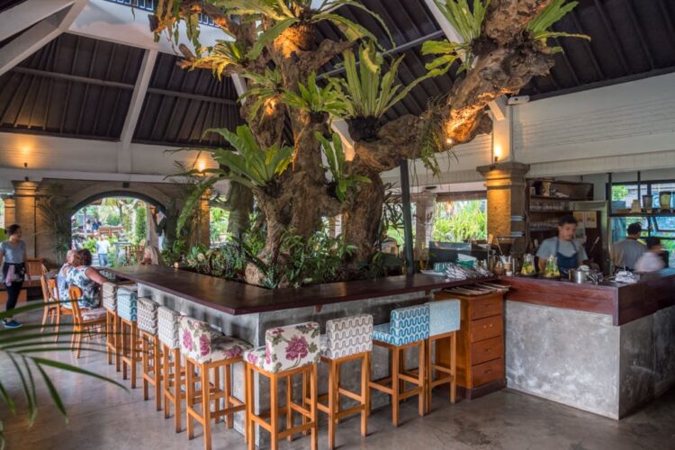 Restauranten Zest i Ubud med et træ indenfor