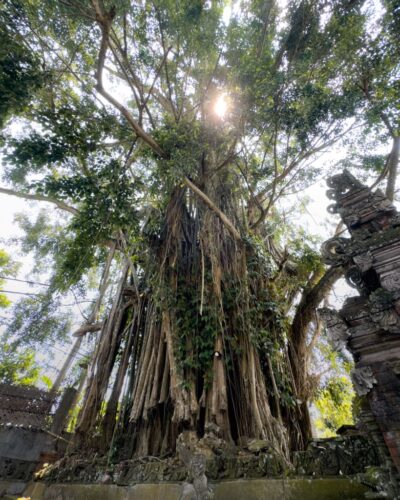 Helligt træ i Ubud