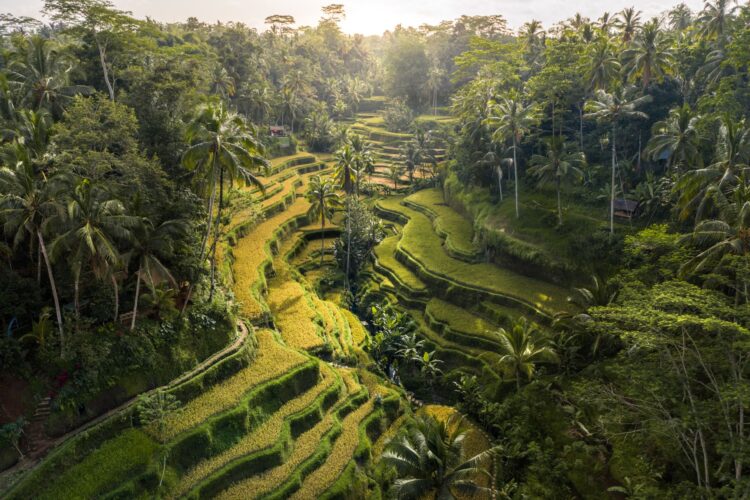 Rejseguide til Ubud: 32 bedste oplevelser & seværdigheder