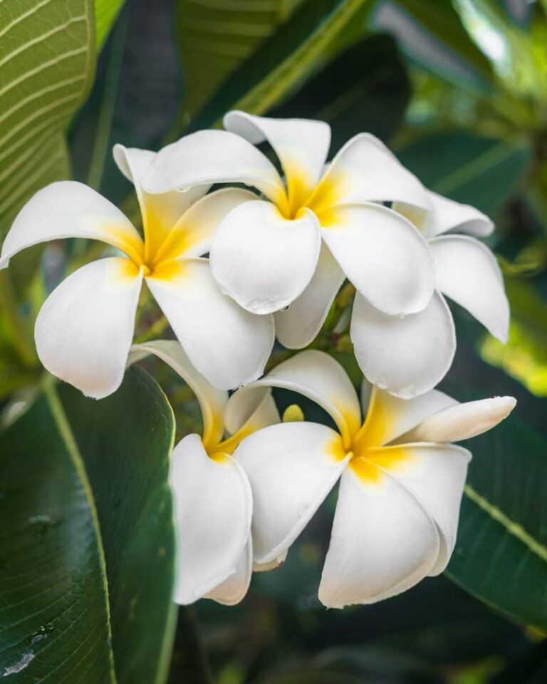 Smukke tempelblomster close-up i Indonesien