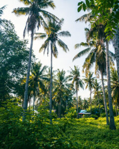 Palmetræer på Gili Meno